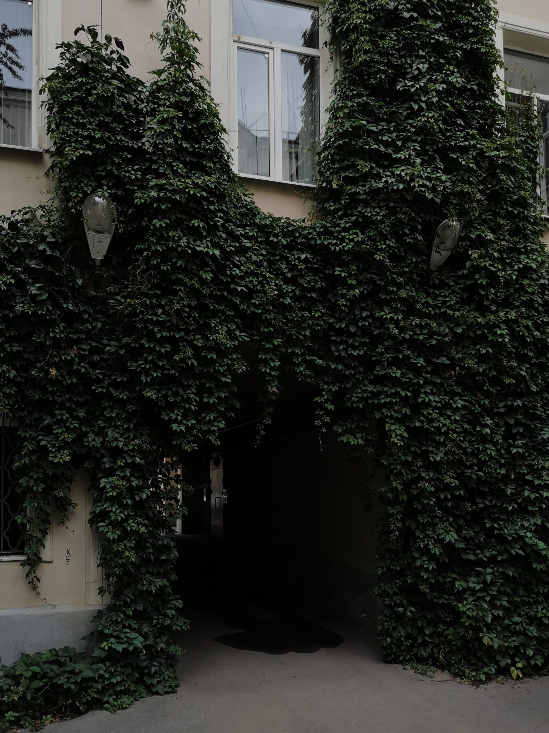 ivy growing on a building | jade rhoads blog